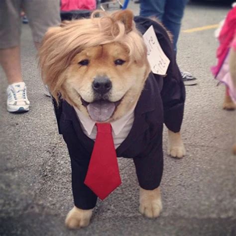 10 Awesome Halloween Costume Ideas For Dogs
