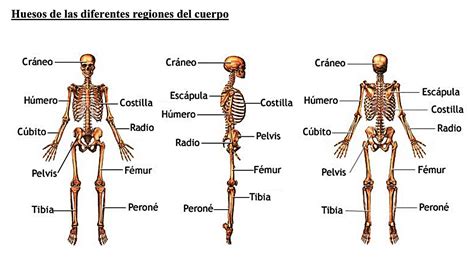 Sistema Oseo Cuantos Huesos Tiene El Ser Humano Cuantos Huesos Tiene