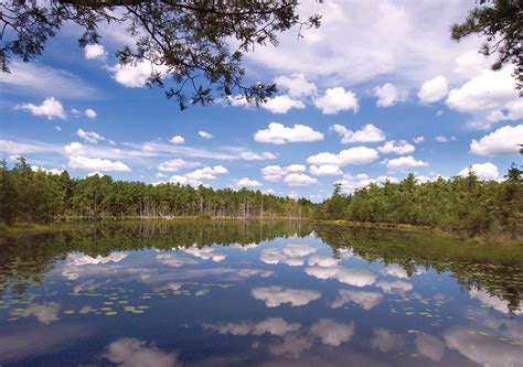 Pine Barrens Habitats Protecting The New Jersey Pinelands And Pine