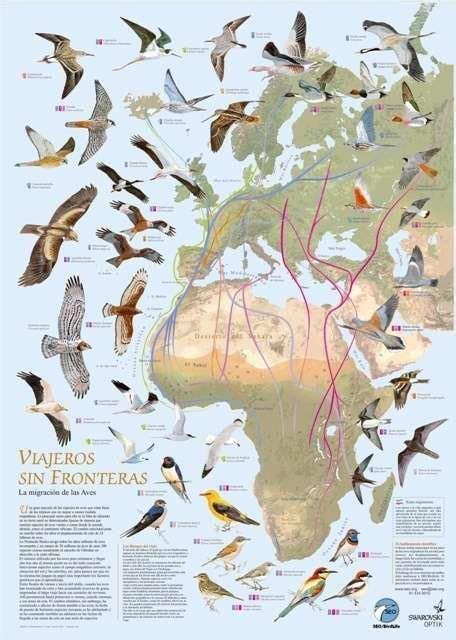 Bird Migration Map A Painting Of 42 Species Of Birds That Migrate To