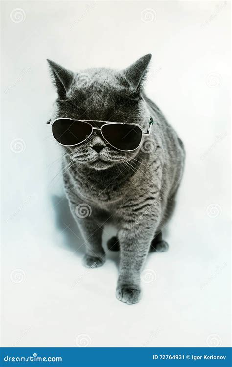 Cat Wearing Sunglasses Stock Image Image Of Humor British 72764931