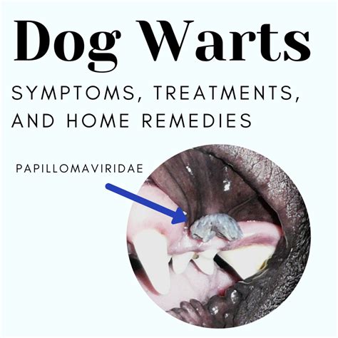 Dog Warts Symptoms Treatments And Home Remedies Pethelpful