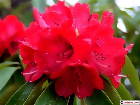 Everything You Wanna Know About National Flower Of Nepal
