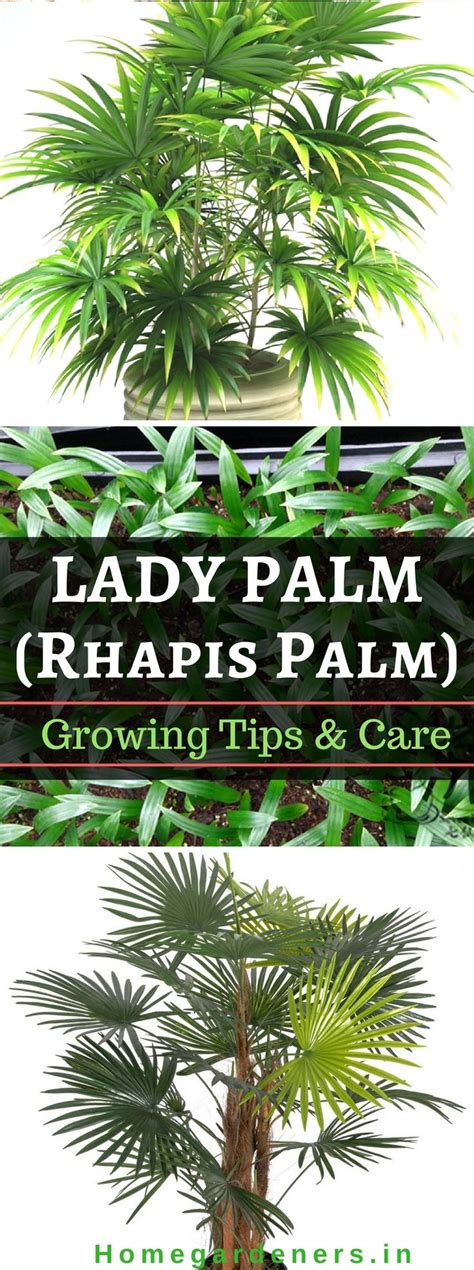 Rhapis Palm Care How To Grow And Care For The Lady Palm Plant Palm