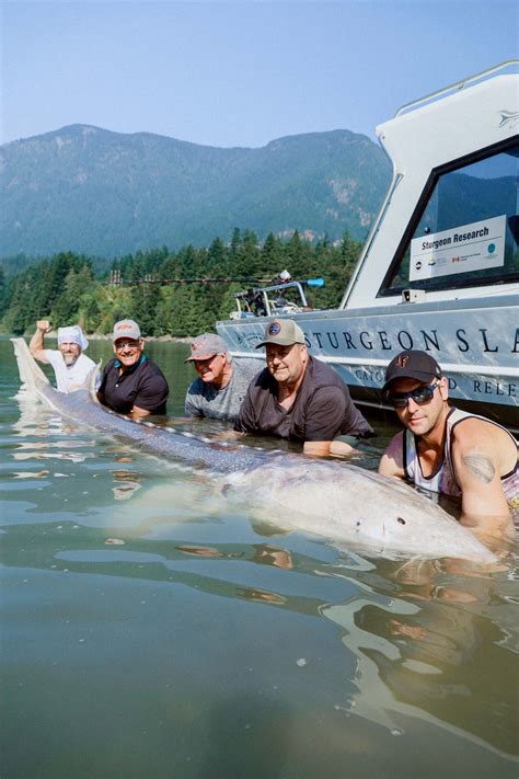 Largest White Sturgeon Ever Recorded On The Fraser River — Sturgeon Slayers