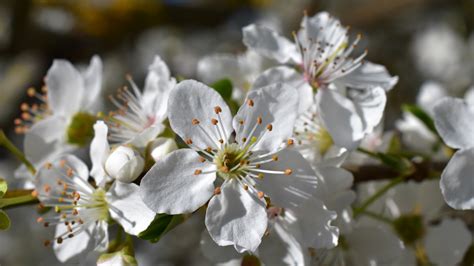 Download 1366x768 Wallpaper White Flowers Cherry Blossom Close Up