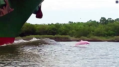 Distinctive Pink Dolphin Spotted Anew In Louisiana Towleroad Gay News