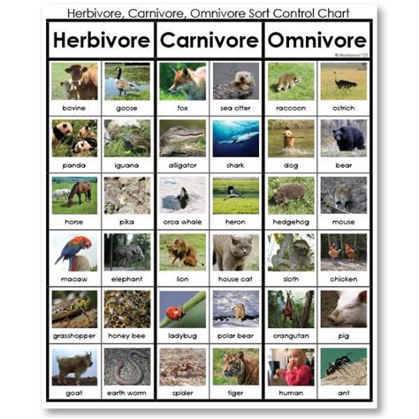 A Poster With Pictures Of Animals And Their Names On Its Front Cover