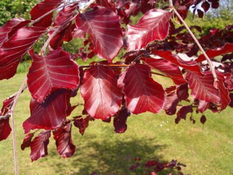 3 Copper Purple Beech Hedging 40 60cm Beautiful Strong 2yr Old Plants 1