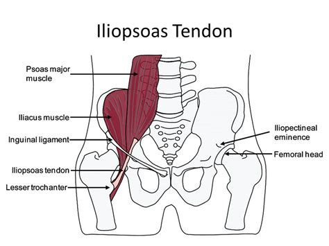 Understanding The Iliopsoas And Psoas Stack Healthy