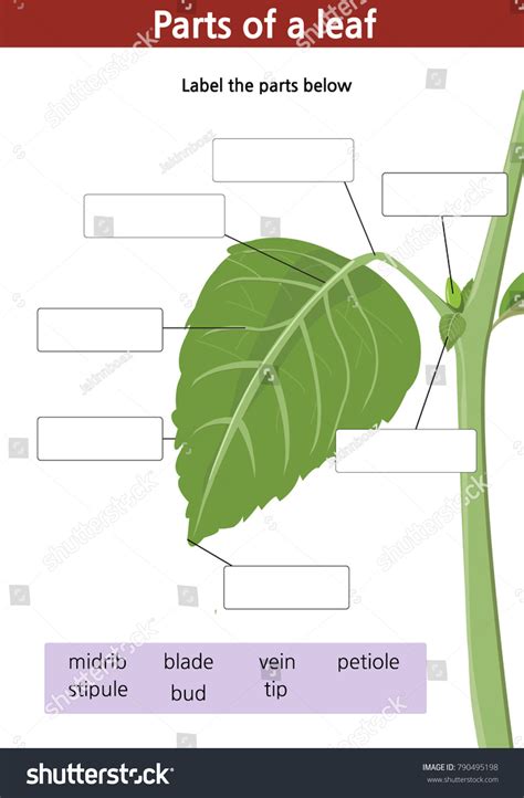 Worksheet Label Parts Green Leaf Plant 库存矢量图（免版税）790495198 Shutterstock