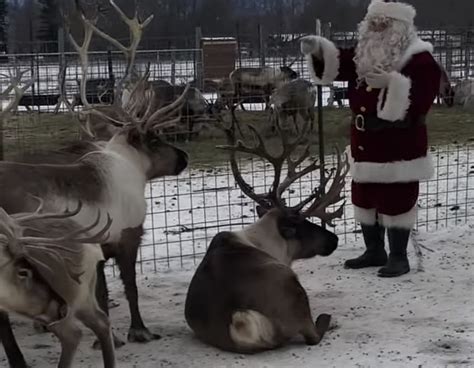 santa claus has important talk with reindeer prior to christmas