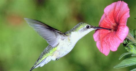Keep Your Garden Humming With Hummingbirds