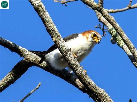 ☎️ Wonderbirdspecies ️💛💙 White Rumped Falcon