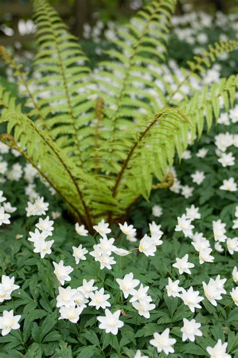 An edition of manual and dictionary of the flowering plants and ferns (1919). White Flowers With Fern