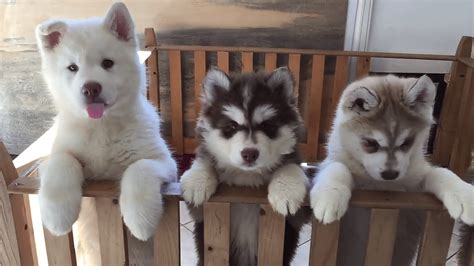 Puppyfinder.com is your source for finding an ideal siberian husky puppy for sale in california, usa area. Siberian Husky Puppies For Sale | Dallas, TX #271100