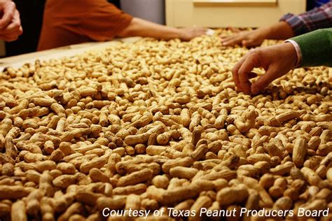 Peanut Butter Popularity Spreads During Covid Texas Farm Bureau