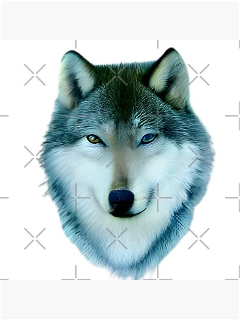 Gray Wolf With Heterochromia Portrait Original Photograph Poster For