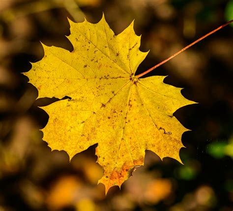 Golden Yellow Maple Leaf In Close Up Photography · Free Stock Photo