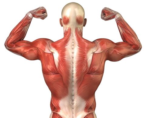 The following diagram shows all the major back muscles. 8 Best Back Exercises for Strength, Mass, and More