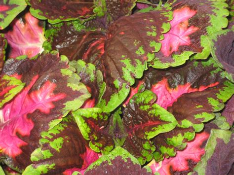 Kong Rose Coleus Plant Library Pahls Market Apple Valley Mn