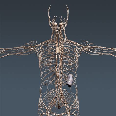 Human Lymphatic System Anatomy 3d Model Max Obj 3ds Fbx C4d Lwo