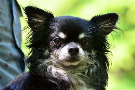 Cutest Long Haired Chihuahua Pictures