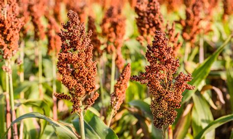 Millet And Sorghum Are Climate Smart Grains For Farmers In Chad Food Tank