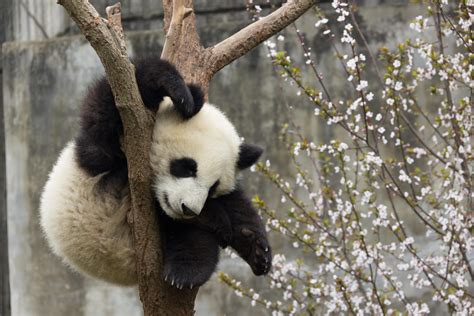 Rough Nightbaby Panda Sleeping It Off In A Tree Aww