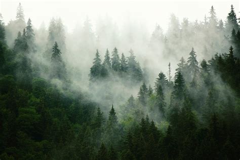 Foggy Forest Trendy Wall Mural Photowall Forest Wallpaper Foggy