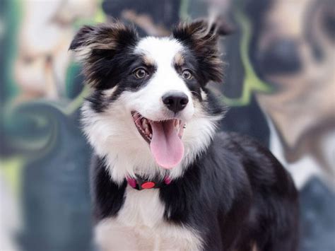 Why Is Border Collie The Smartest Dog In The World Uk Pets