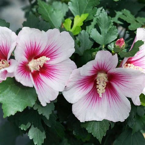 hibiscus pink ink paraplu rose of sharon proven winners garden live plant 4 pot 691184568600 ebay
