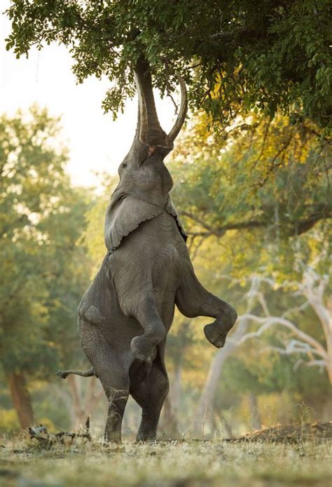 An Elephant Balancing On His Hind Legs To Reach The Higher Branches Of