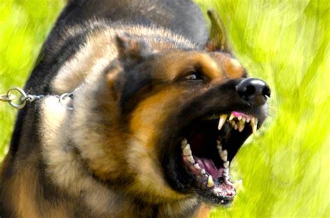 Rabia En Perros Síntomas Causas Y Tratamiento Animales Todo Sobre