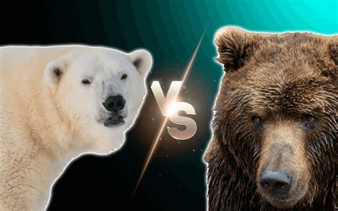 Polar Bear Vs Grizzly Bear Fight Comparison Who Would Win Known Pets