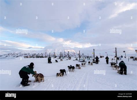 Dog Sled Camp In Winter Longyearbyen Svalbard Spitsbergen Norway