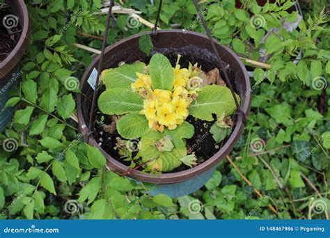 Potted Yellow Flower Stock Photo Image Of Outdoor Leafs 148467986