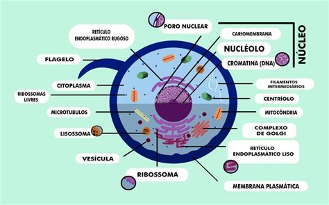 Estrutura Da Celula Eucariota Animal E Vegetal Detalhes Científicos