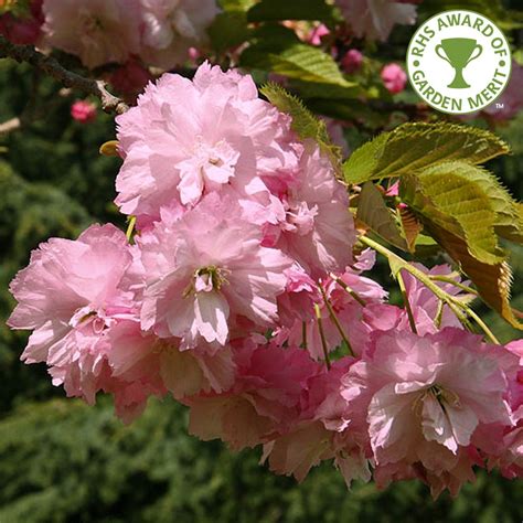 Prunus Pink Perfection Buy Flowering Cherry Blossom Trees
