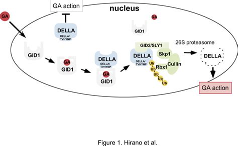 Gid1 Mediated Gibberellin Signaling In Plants Trends In Plant Science