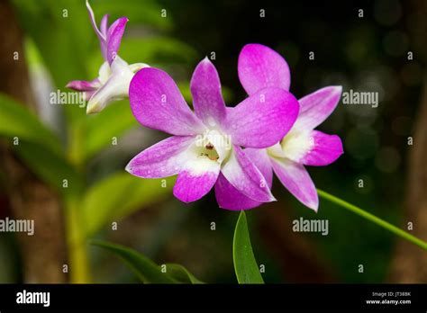 Orchids Flower Magenta Blooming With Nce Orb Background Stock Photo Alamy