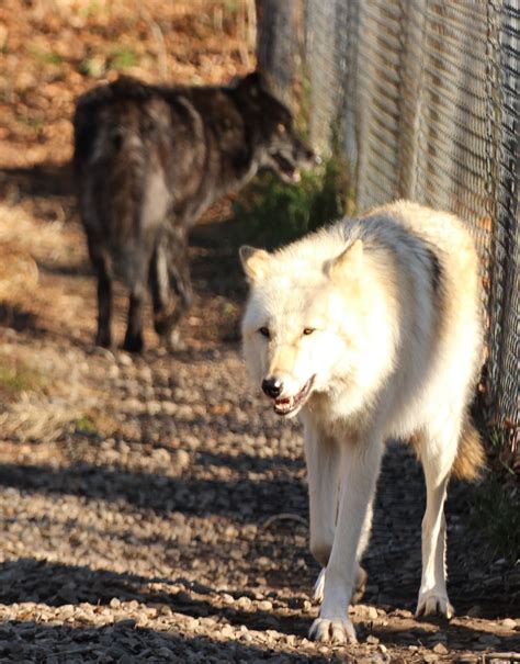 Wolf Conservation Center South Salem Ny