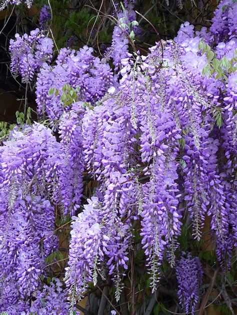 Top 10 Unusual Fragrant Plants And Herbs To Grow In Your