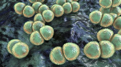 Streptococcus Pneumoniae Bacteria Illustration Stock Image F030