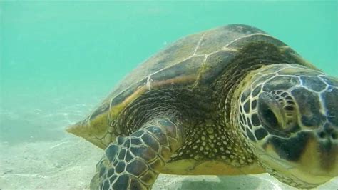 Green Sea Turtles In Oahu Hawaii Youtube