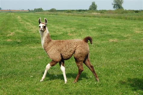 7 Reasons Why Llamas Are Awesome Thetillyvanilly