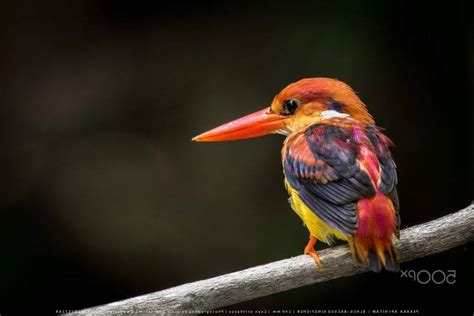 Photography Nature Animals Birds Kingfisher Wallpapers