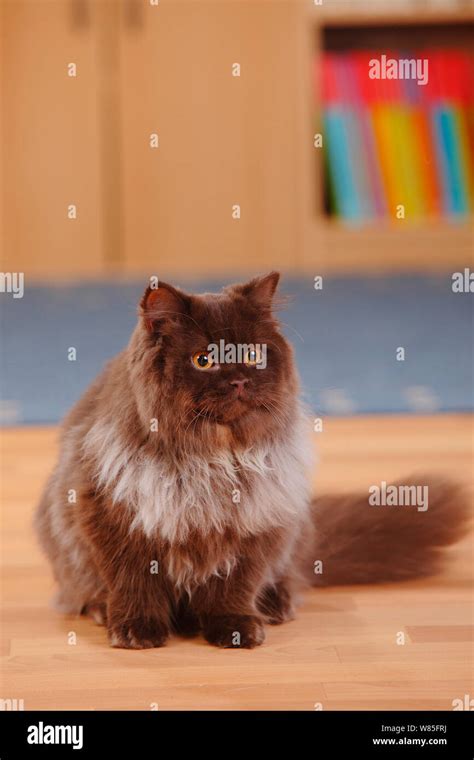 British Longhair Cat Chocolate Coloured Tomcat Stock Photo Alamy