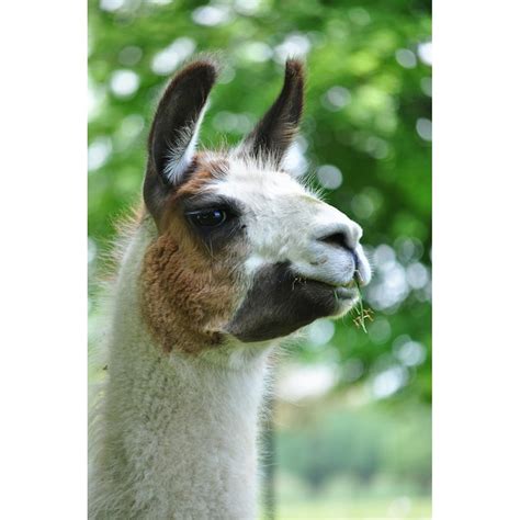 Fluffy Llama Head Ears White Animal Cute Smile 20 Inch By 30 Inch