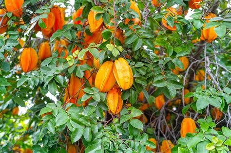 Stan peterson fruit tree sales, llc 2574 s. Tropical Fruit Trees | Tropical Fruit Tree Nursery ...